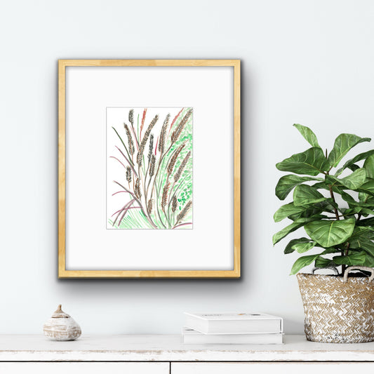 Purple Fountain Grass