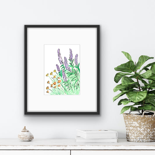 Salvia and Californian Poppy