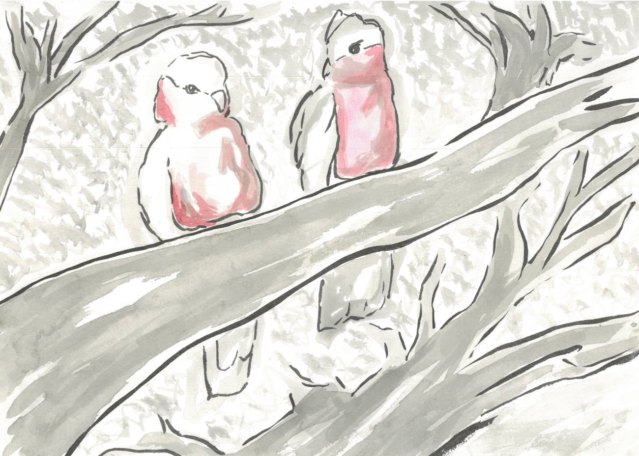 Two Galahs
