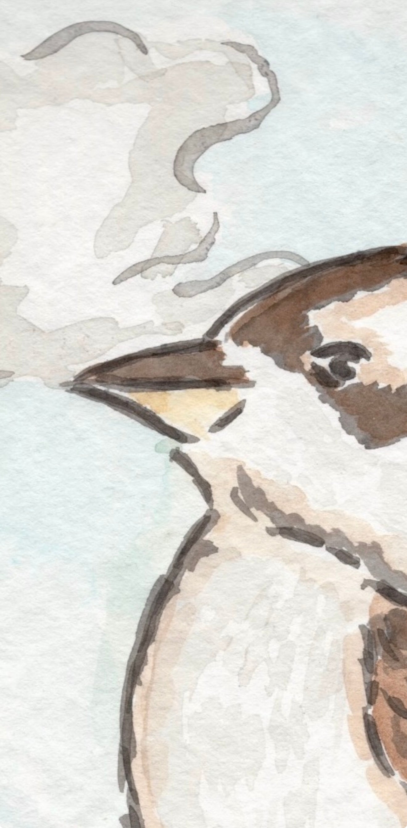 Kookaburra