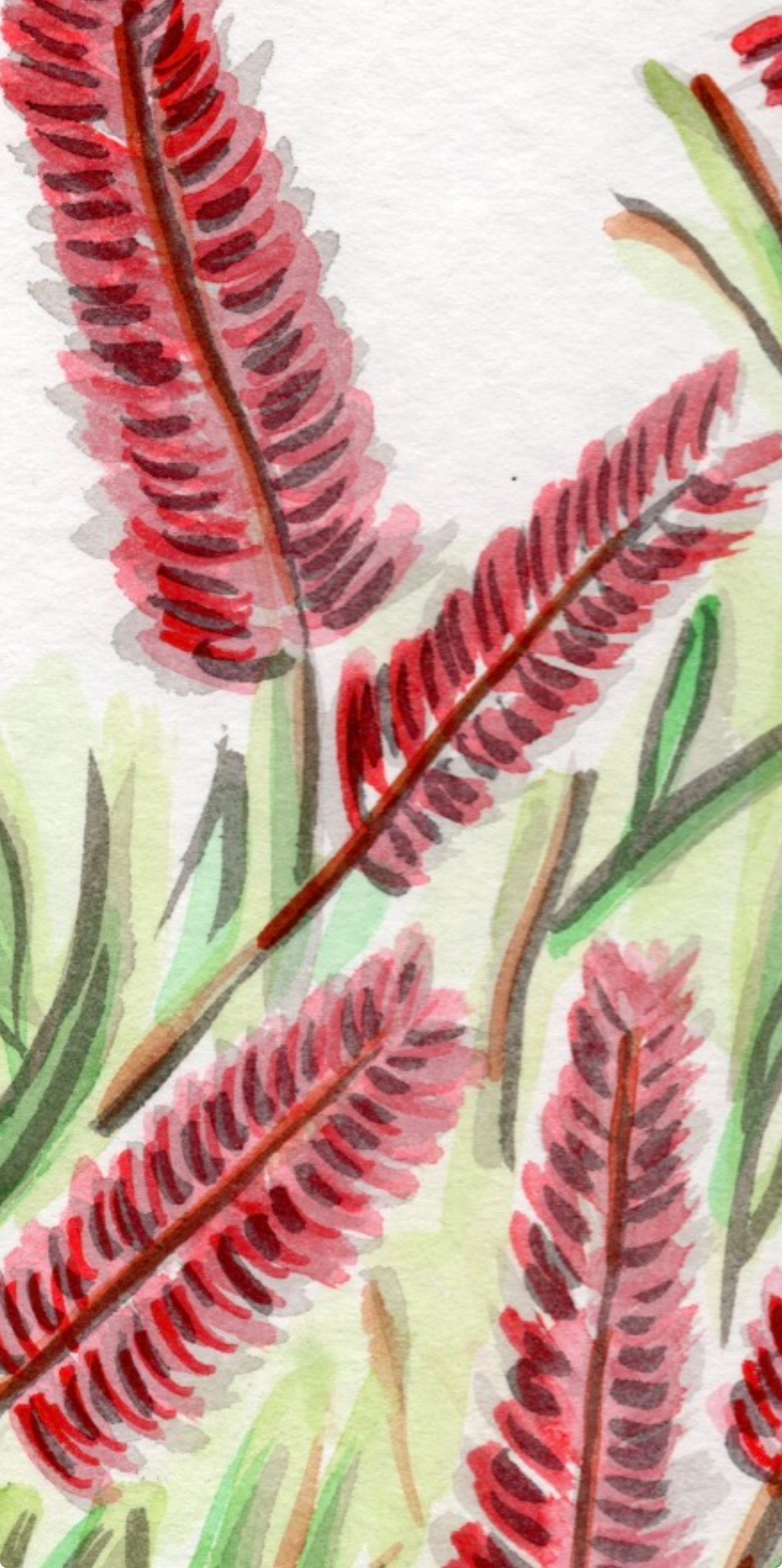Bottlebrush- Original Artwork