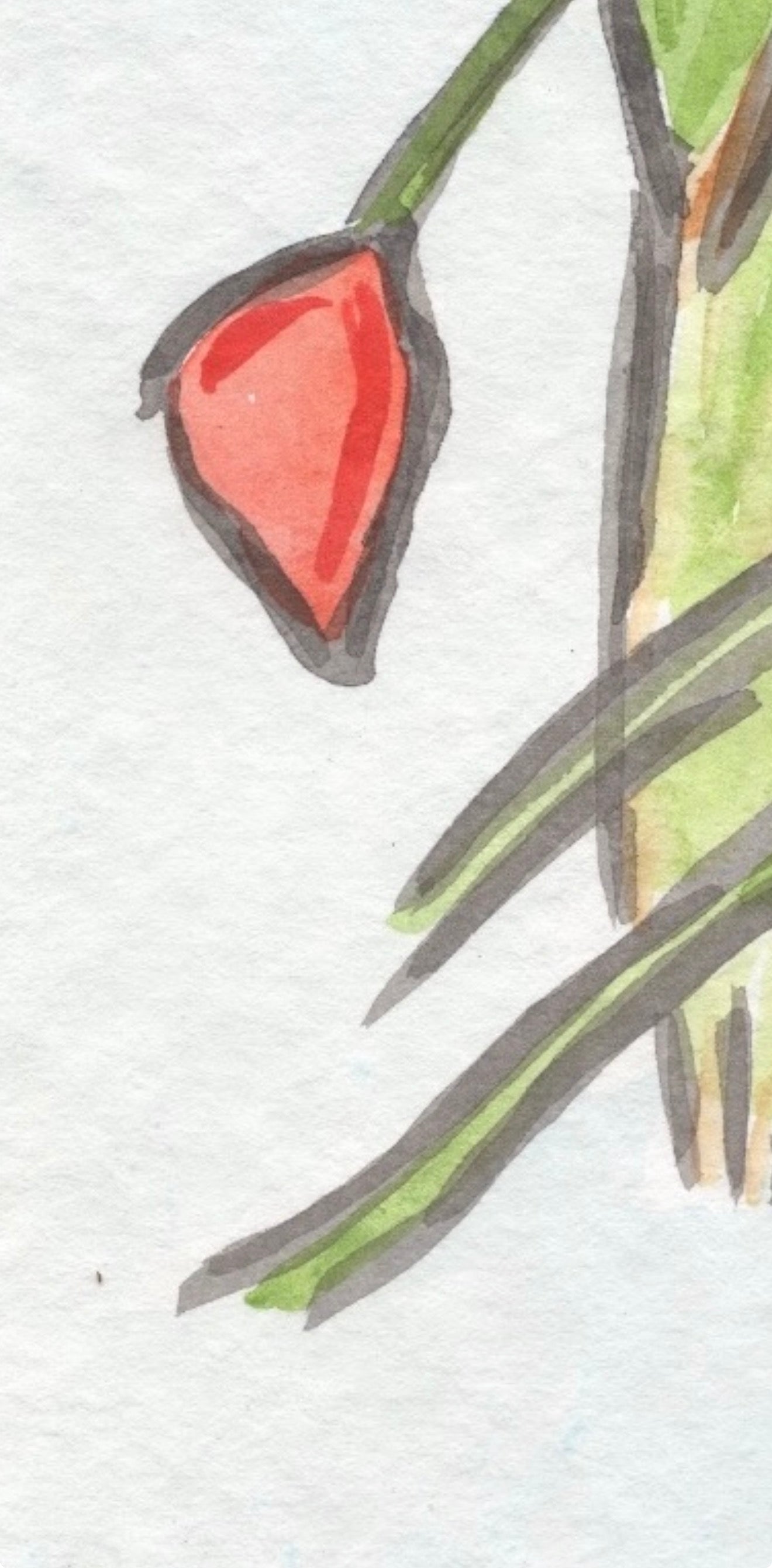 Lorikeet