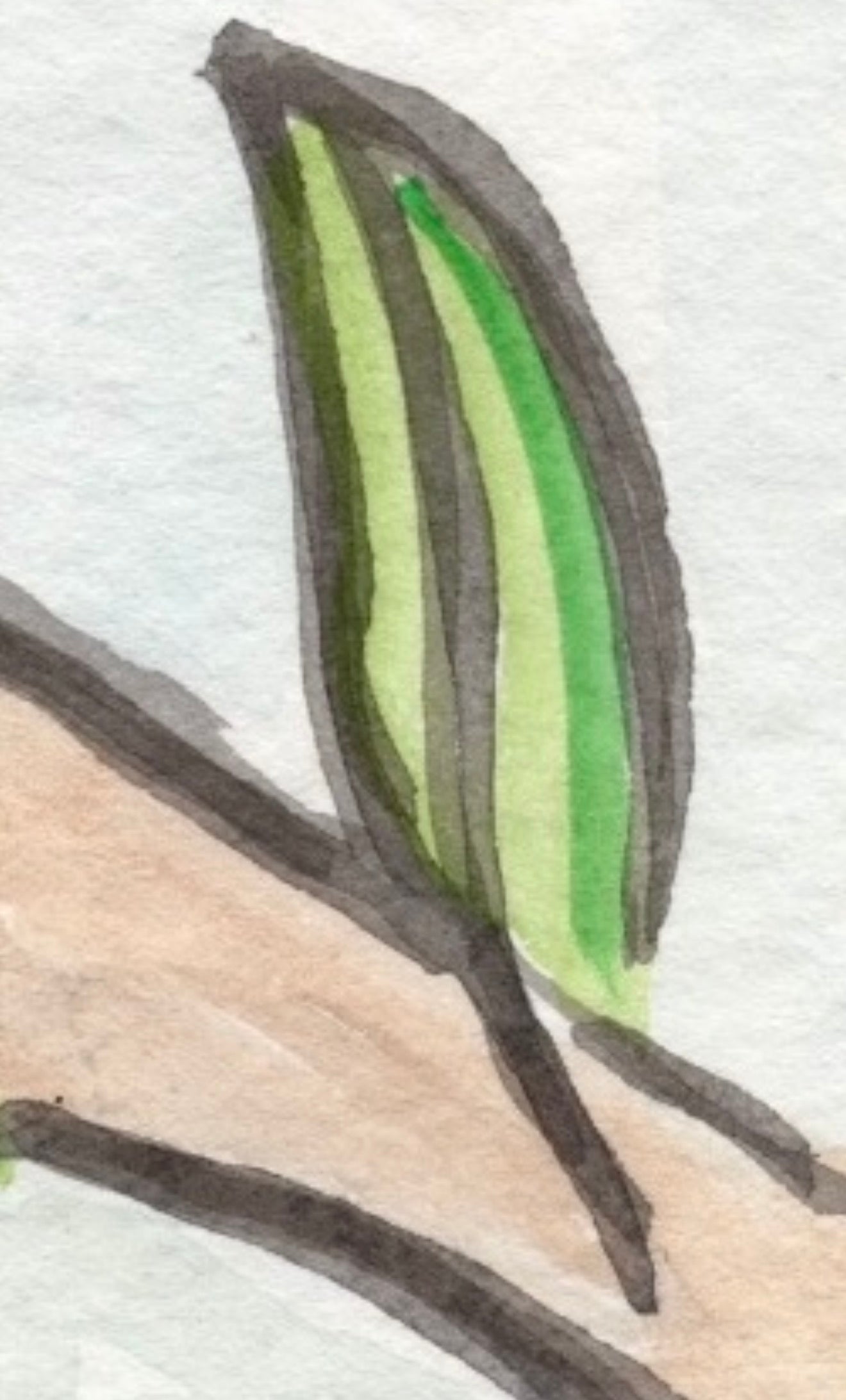 Kookaburra