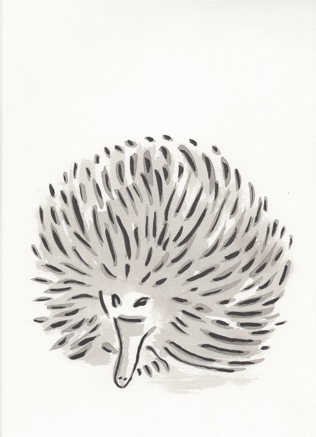 Echidna