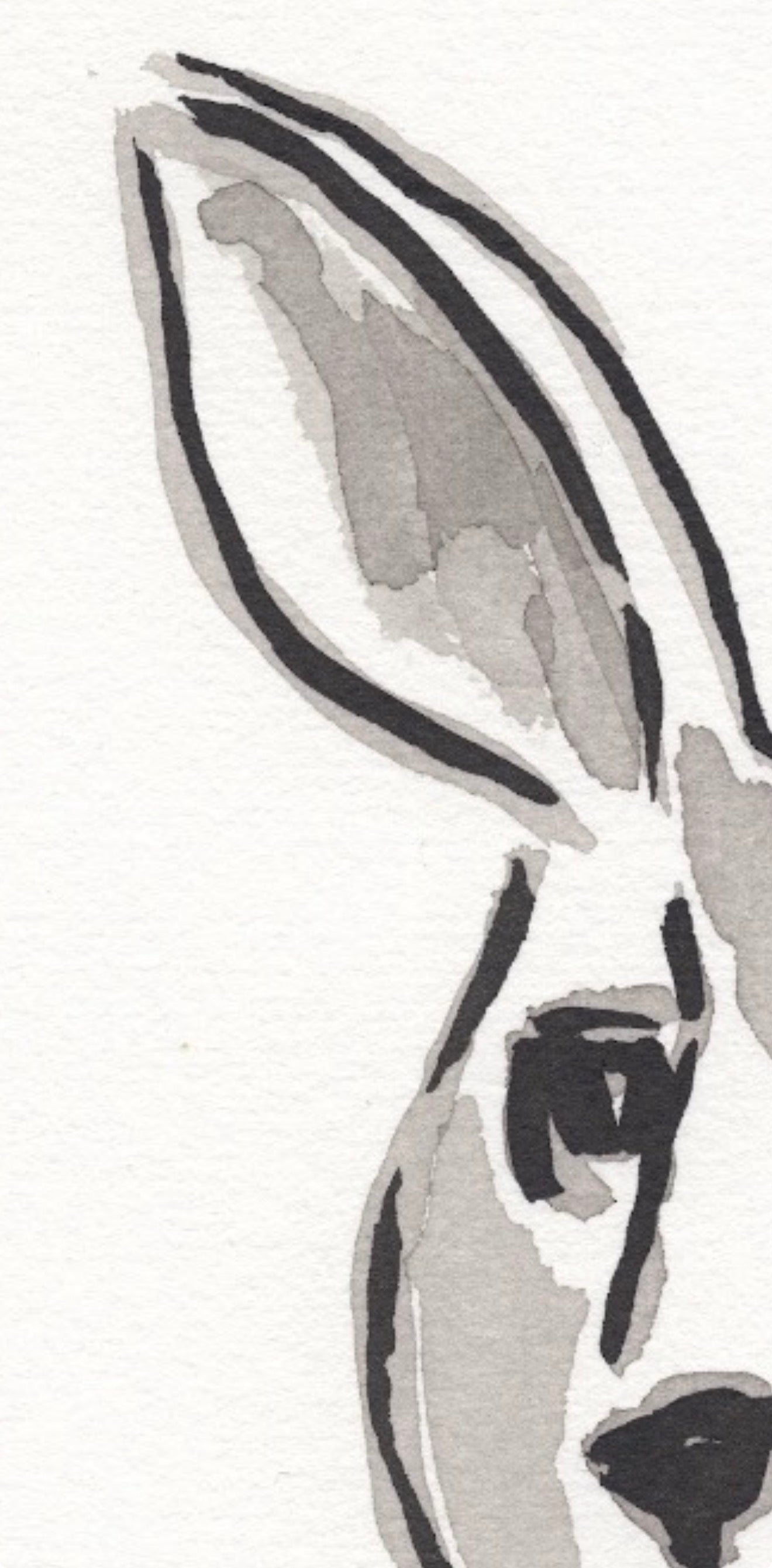 Kangaroo