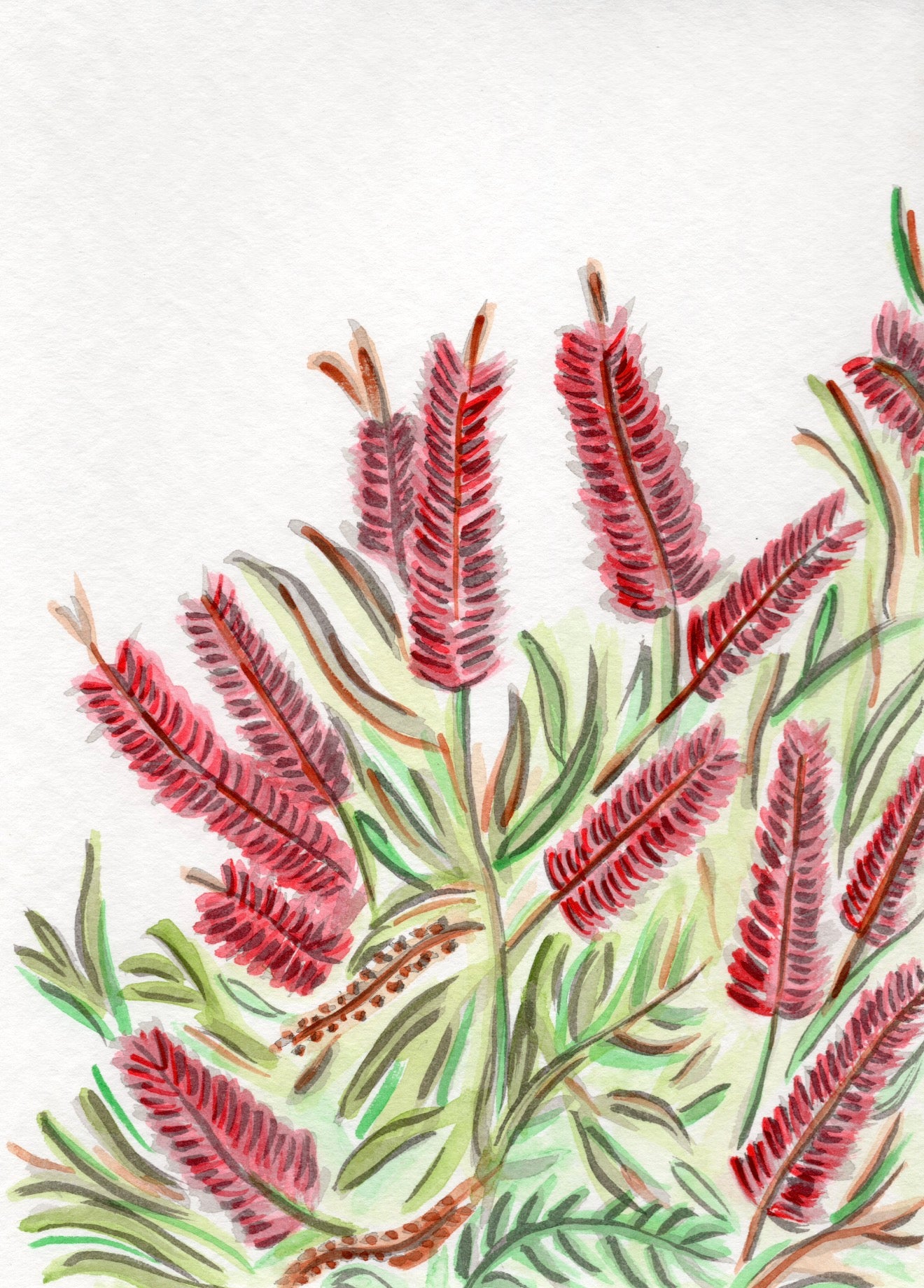Bottlebrush- Original Artwork