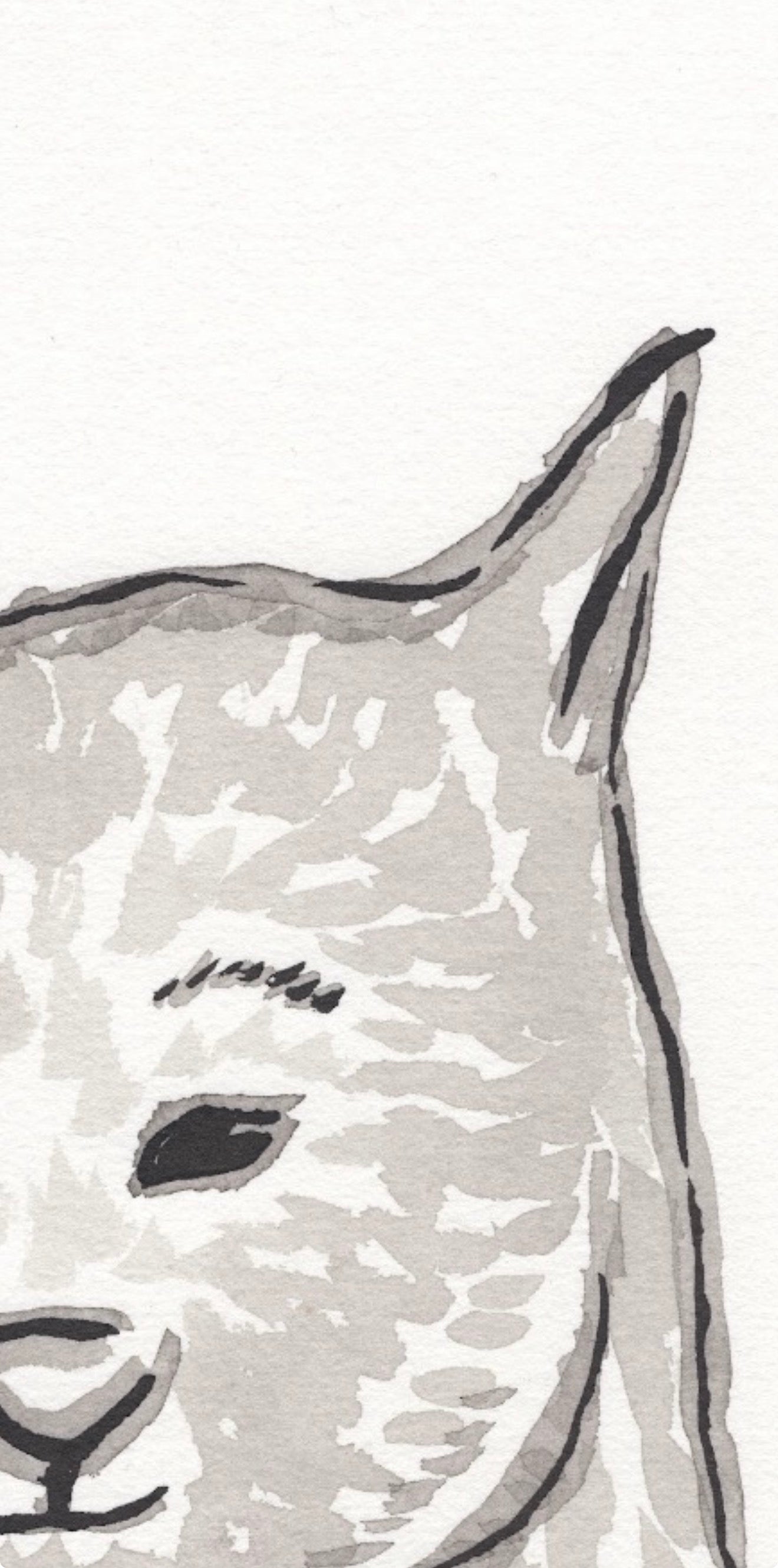 Wombat