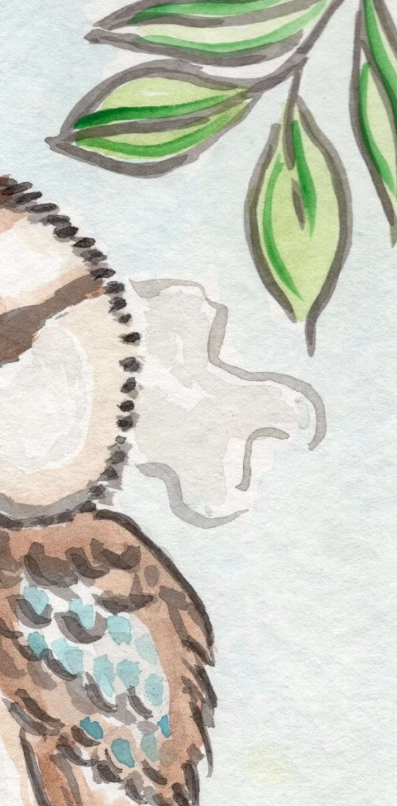 Kookaburra