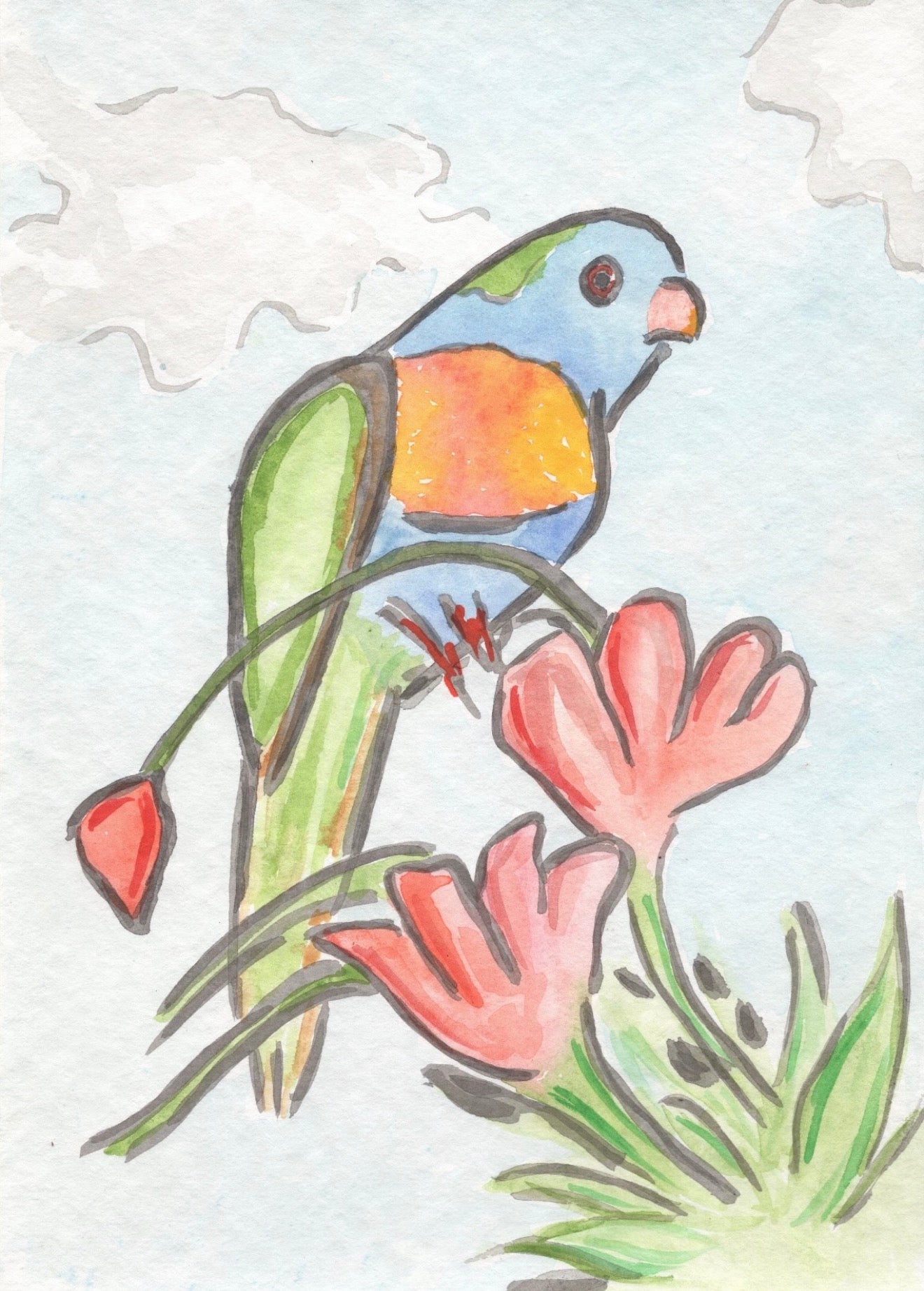 Lorikeet