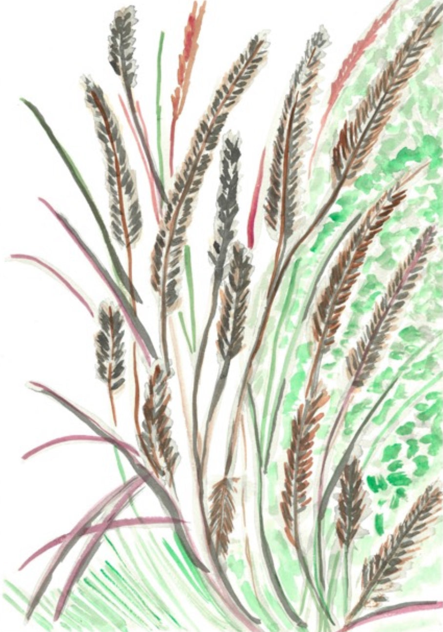 Purple Fountain Grass