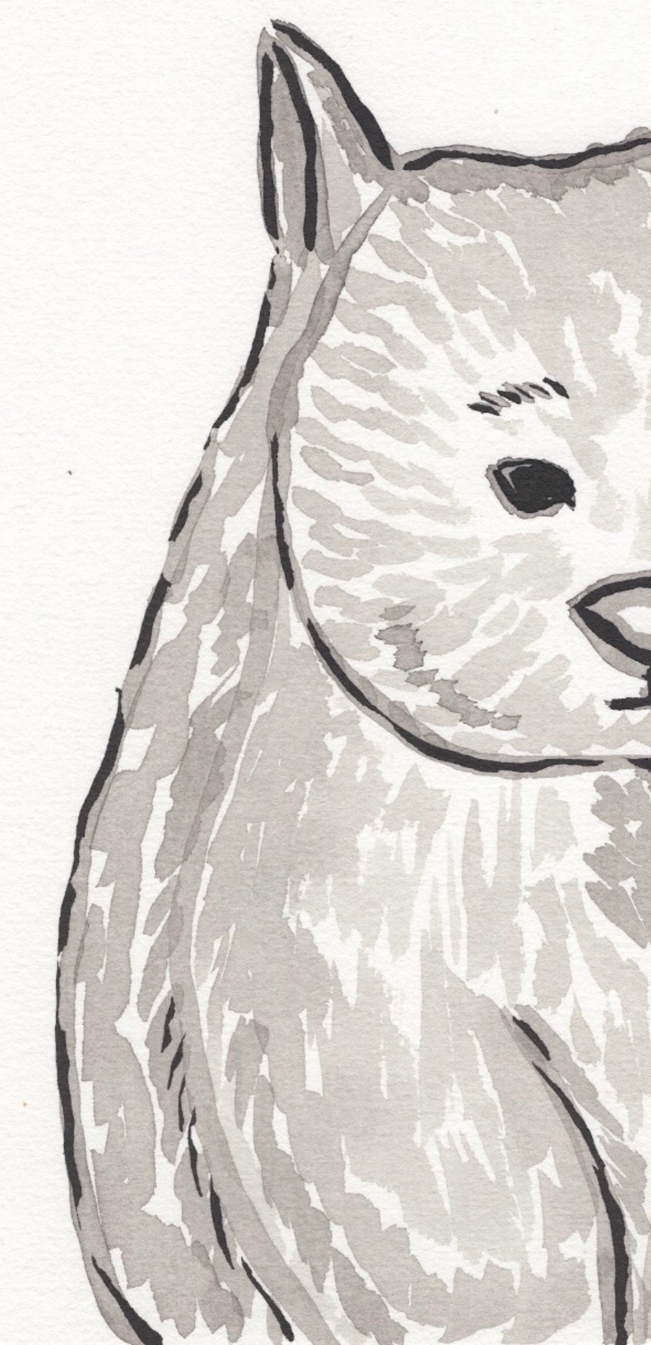 Wombat