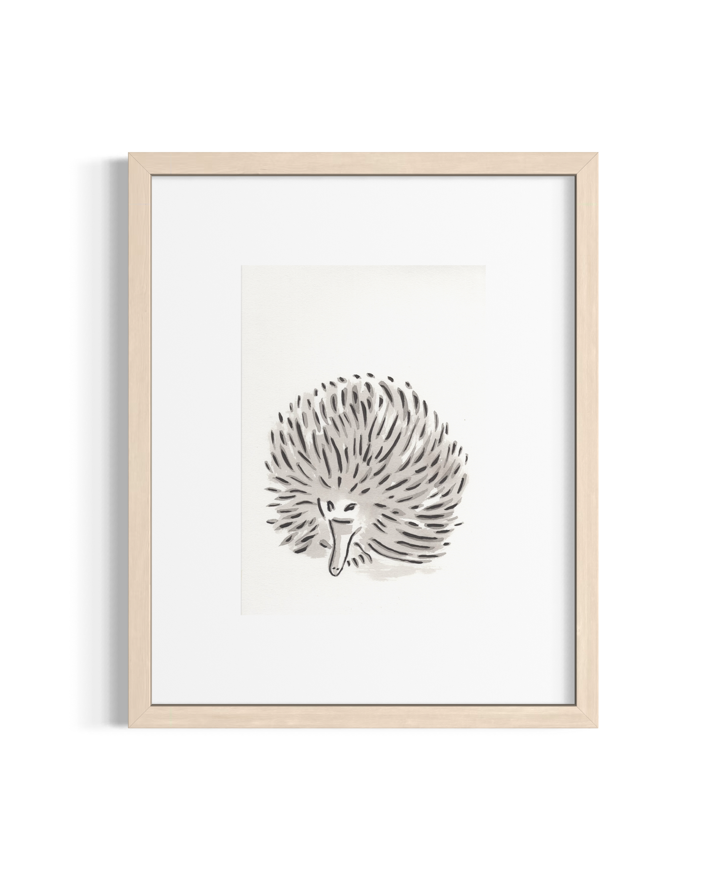 Echidna