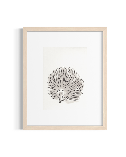 Echidna